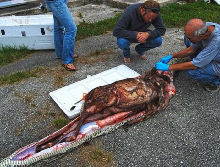 burmese python swallowed a whole deer