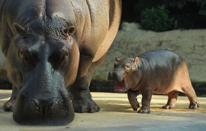 Baby hippo born, Berlin ZOO, Germany