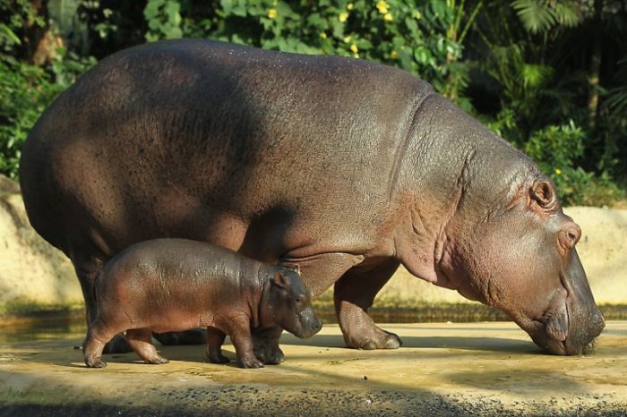 Baby hippo born, Berlin ZOO, Germany