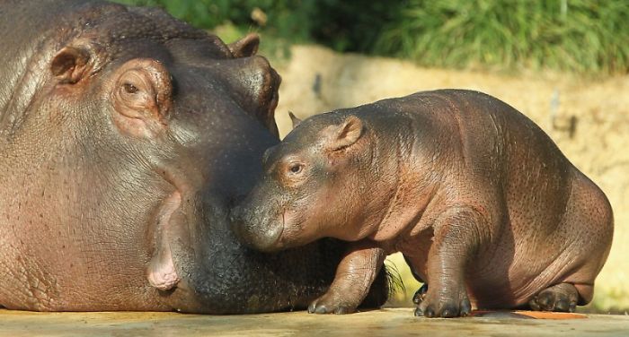 Baby hippo born, Berlin ZOO, Germany