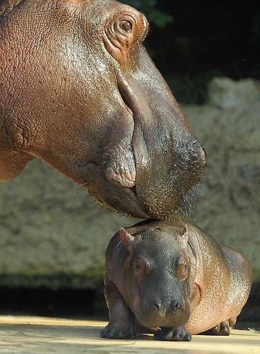 Baby hippo born, Berlin ZOO, Germany