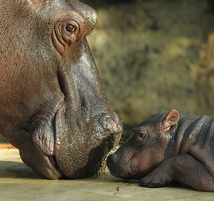 Baby hippo born, Berlin ZOO, Germany