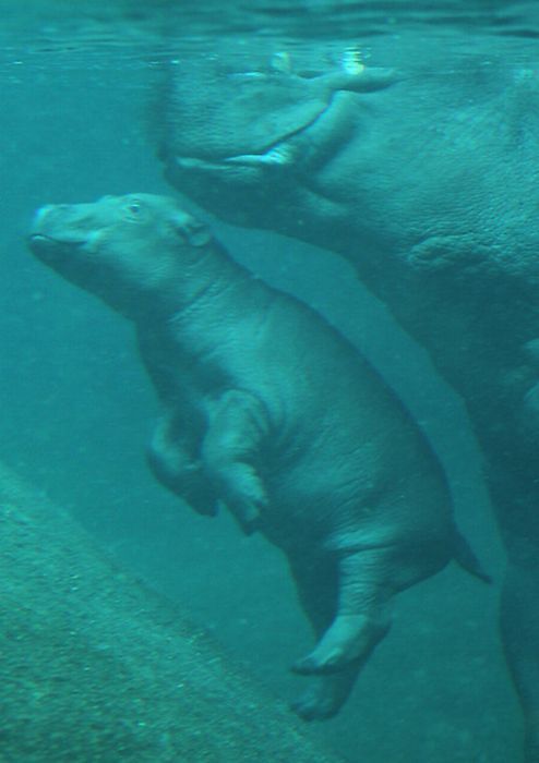 Baby hippo born, Berlin ZOO, Germany