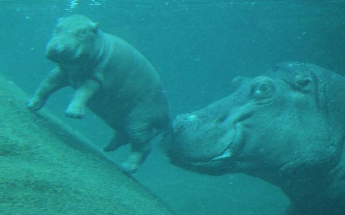 Baby hippo born, Berlin ZOO, Germany