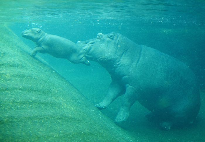 Baby hippo born, Berlin ZOO, Germany