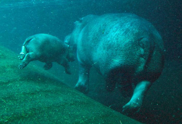 Baby hippo born, Berlin ZOO, Germany