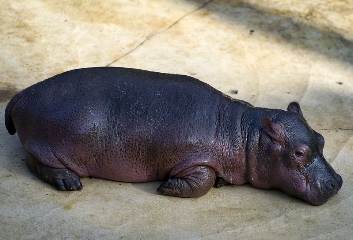 Baby hippo born, Berlin ZOO, Germany