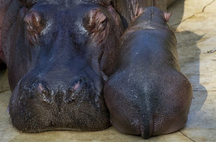 Baby hippo born, Berlin ZOO, Germany