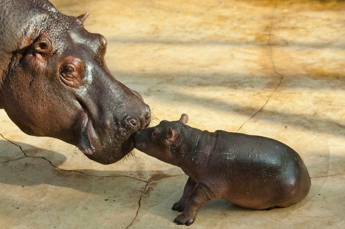 Baby hippo born, Berlin ZOO, Germany