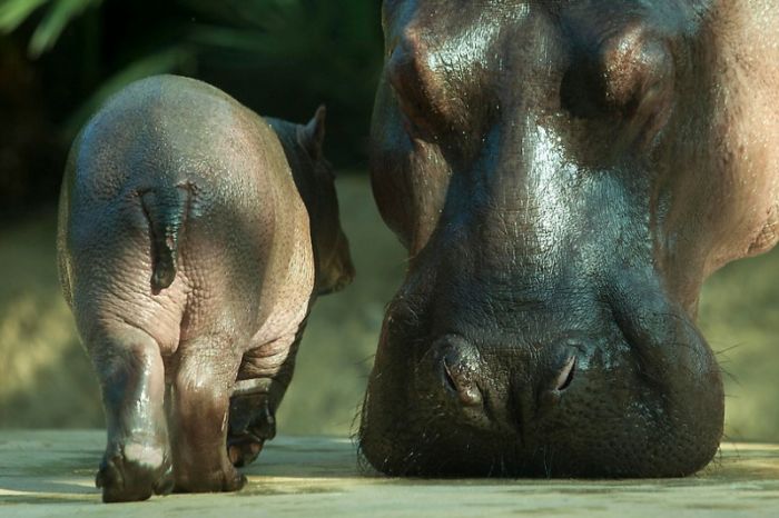 Baby hippo born, Berlin ZOO, Germany