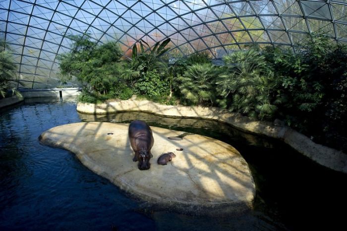 Baby hippo born, Berlin ZOO, Germany