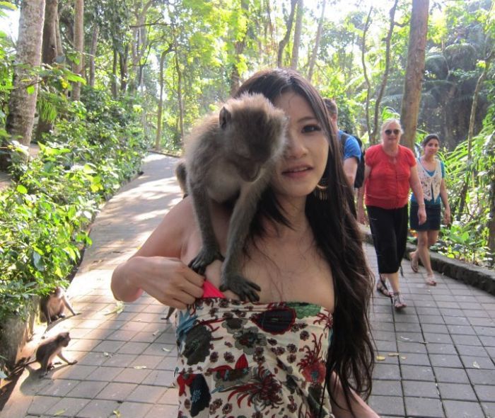 monkeys like the girl