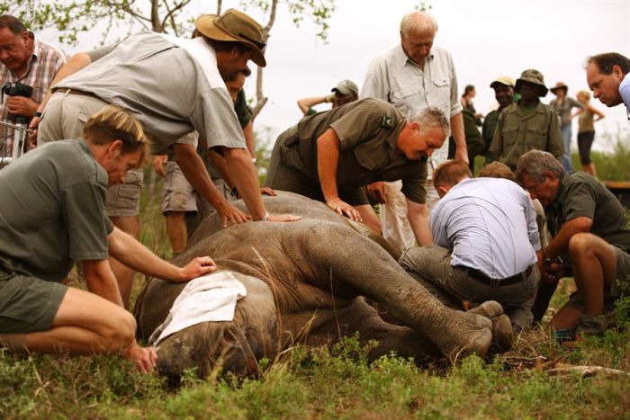 Helicopter transport of 19 black rhinos to South Africa