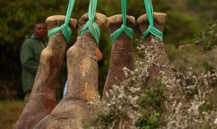 Helicopter transport of 19 black rhinos to South Africa