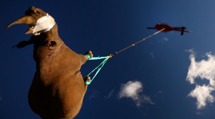 Helicopter transport of 19 black rhinos to South Africa
