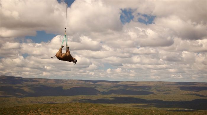 Helicopter transport of 19 black rhinos to South Africa