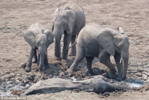 Rescuing a baby elephant and its mother, Kapani Lagoon, Zambia