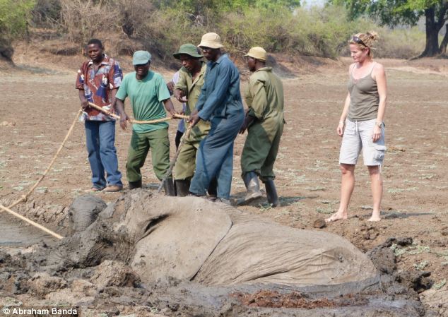 Rescuing a baby elephant and its mother, Kapani Lagoon, Zambia