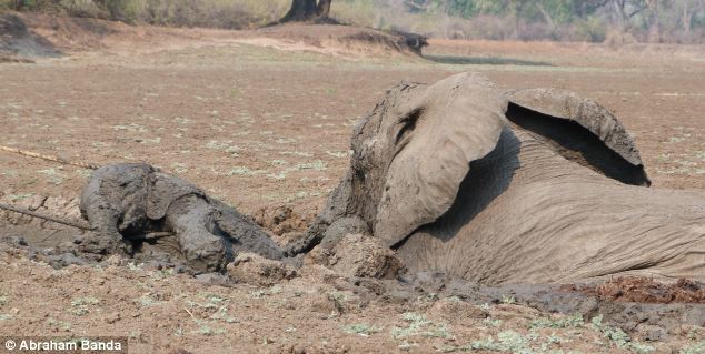 Rescuing a baby elephant and its mother, Kapani Lagoon, Zambia