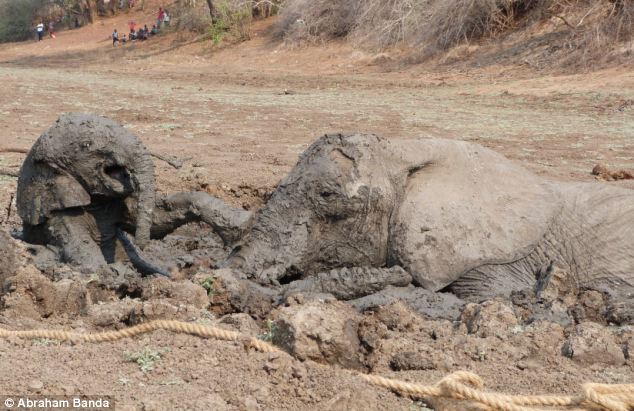 Rescuing a baby elephant and its mother, Kapani Lagoon, Zambia