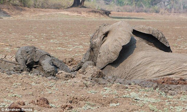 Rescuing a baby elephant and its mother, Kapani Lagoon, Zambia