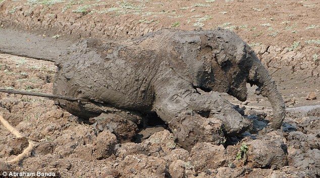 Rescuing a baby elephant and its mother, Kapani Lagoon, Zambia