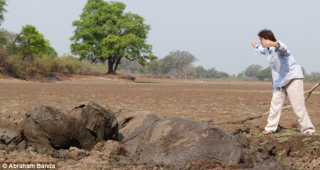 Rescuing a baby elephant and its mother, Kapani Lagoon, Zambia