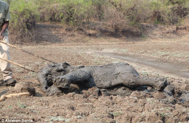 Rescuing a baby elephant and its mother, Kapani Lagoon, Zambia