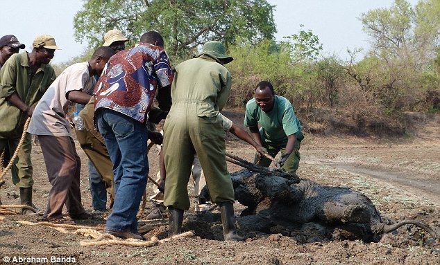 Rescuing a baby elephant and its mother, Kapani Lagoon, Zambia