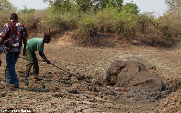 Rescuing a baby elephant and its mother, Kapani Lagoon, Zambia