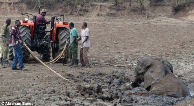 Rescuing a baby elephant and its mother, Kapani Lagoon, Zambia