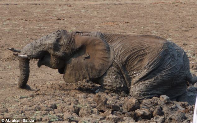 Rescuing a baby elephant and its mother, Kapani Lagoon, Zambia