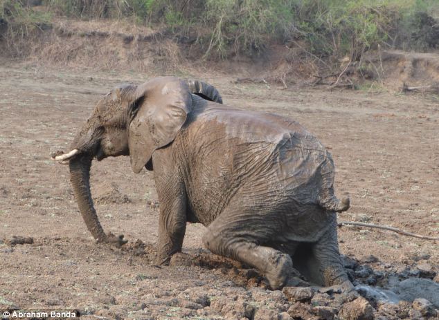 Rescuing a baby elephant and its mother, Kapani Lagoon, Zambia