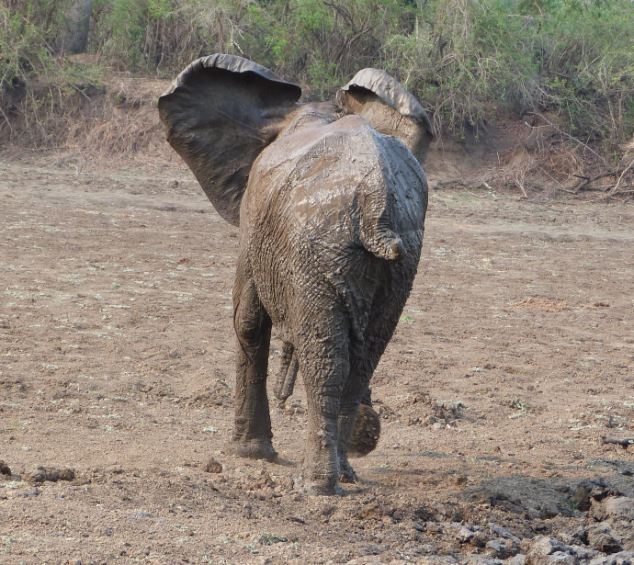 Rescuing a baby elephant and its mother, Kapani Lagoon, Zambia