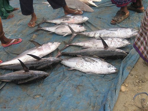 Fishermen in Somalia