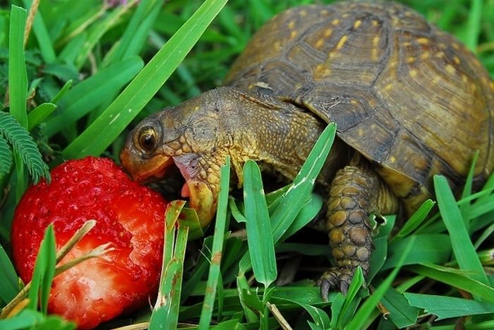 eating turtle