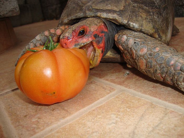 eating turtle