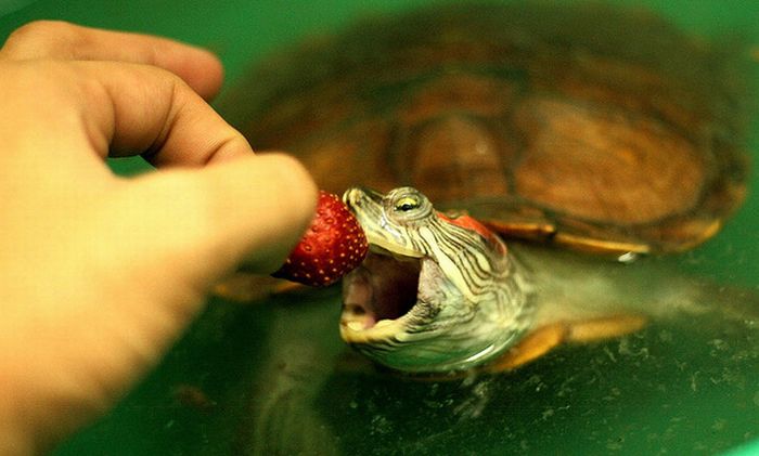 eating turtle