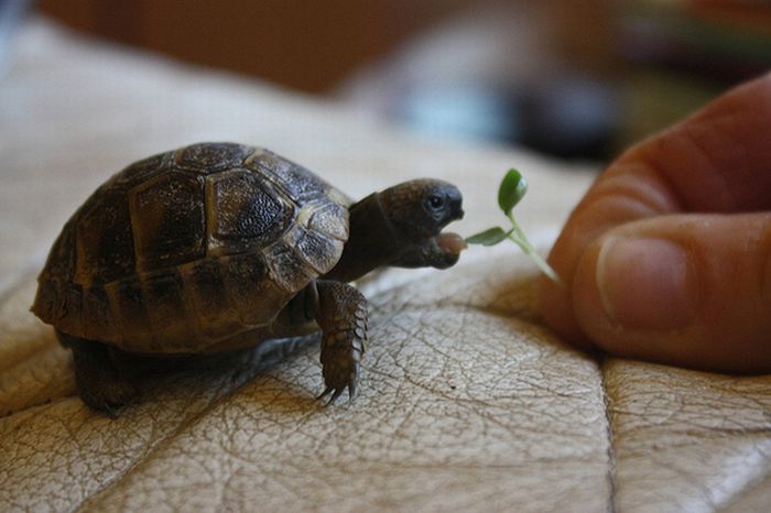 eating turtle