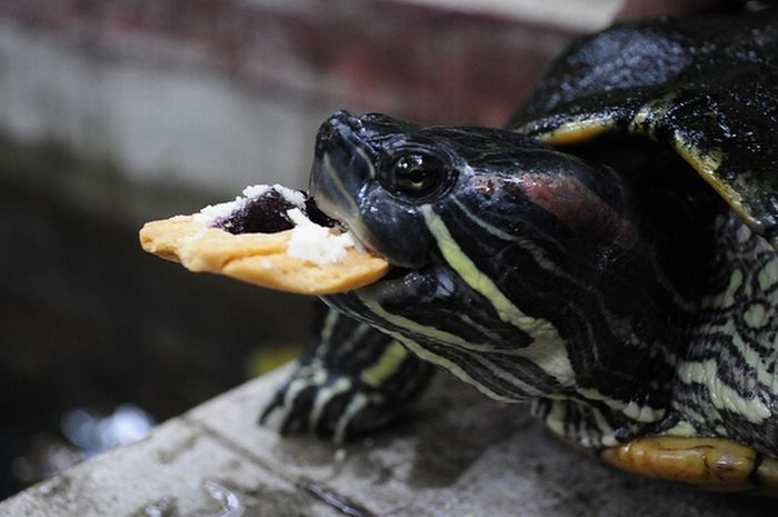 eating turtle