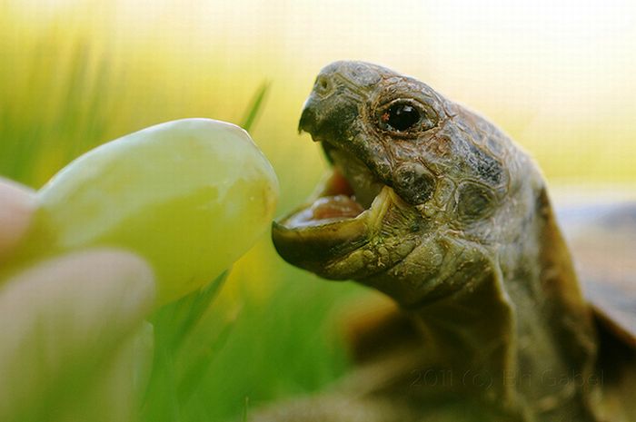 eating turtle