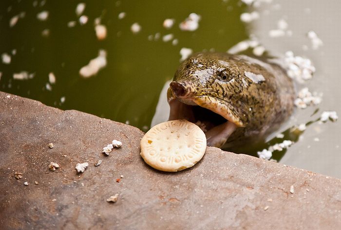 eating turtle