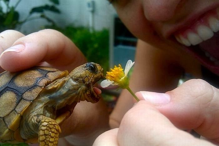 eating turtle