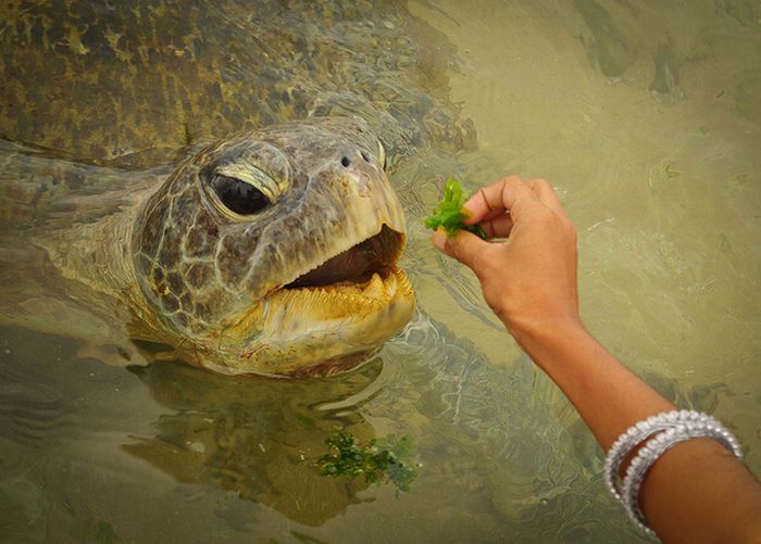 eating turtle
