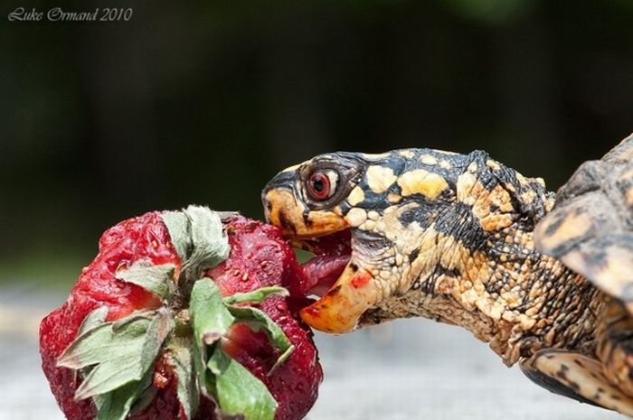 eating turtle