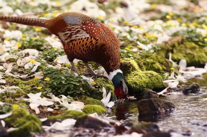 bird photography