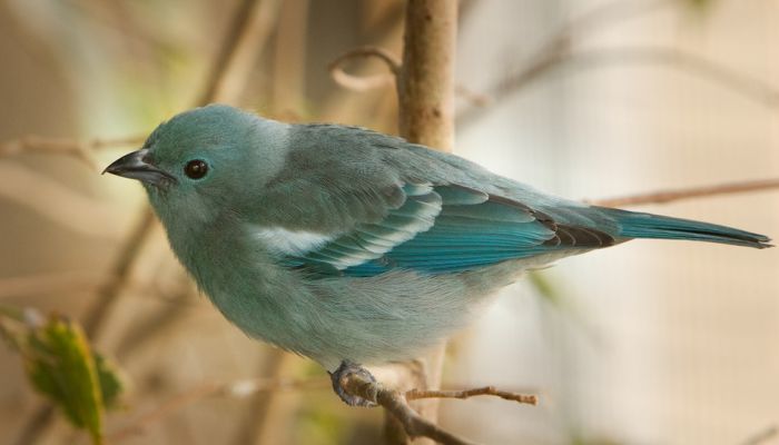 bird photography