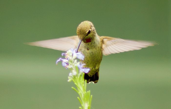 bird photography