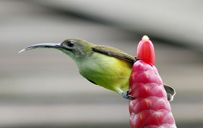 bird photography