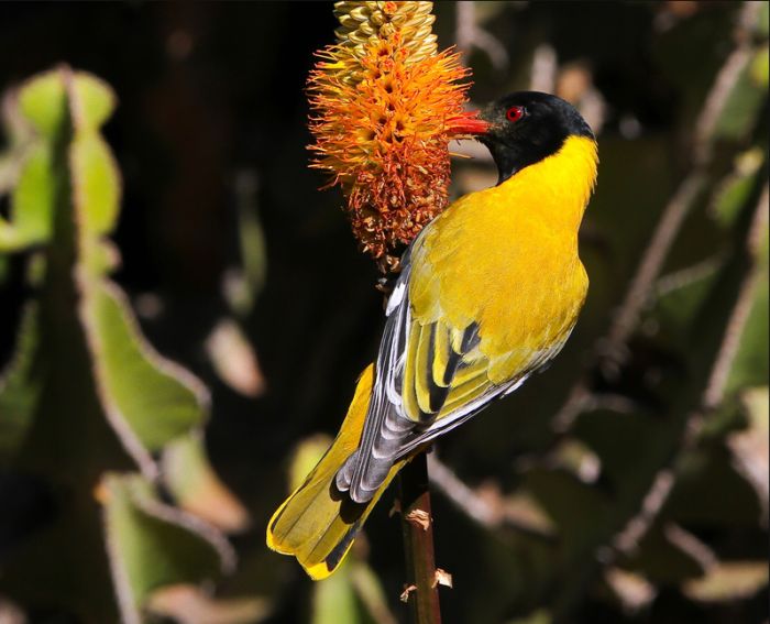 bird photography